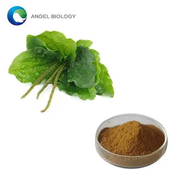 Plantain Extract